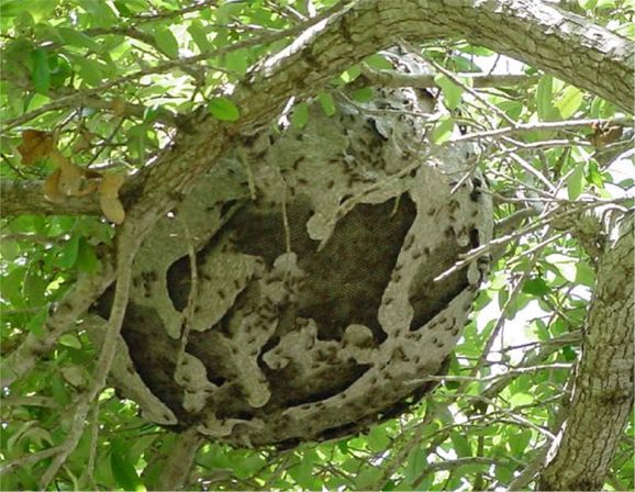 Nest in a Live Oak tree. Photo: www.texasento.net/Brachygastra.htm