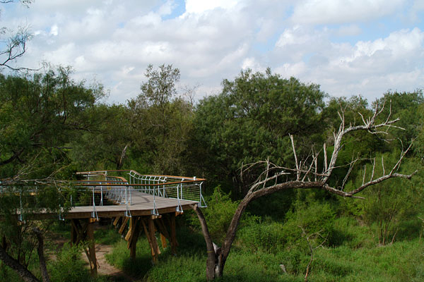 The two-story-high Hawk Observation Tower at Bentson State Park in Mission, with a 210-foot-long wheelchair-accessible ramp, gives visitors a bird’s-eye view of the canopy as well as a peek into Mexico. Photo: Texas Parks & Wildlife