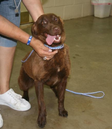 Brandy is a small to medium-sized chocolate bundle looking for a good home. Photo: Amarillo SPCA