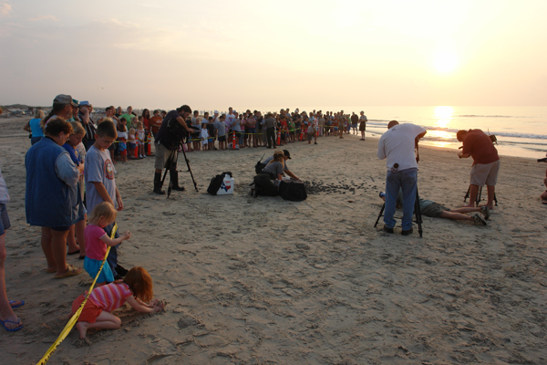 A crowd gathered to watch the release of baby sea turtles at Padre Island National Seashore. Photo: National Park Service/TNS