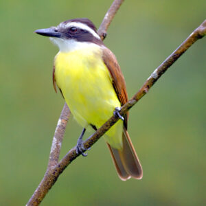 Great Kiskadee (Pitangus sulphuratus) is a common resident throughout the Valley, and one of the birds that can be seen at the World Birding Center. Photo: Wikipedia.