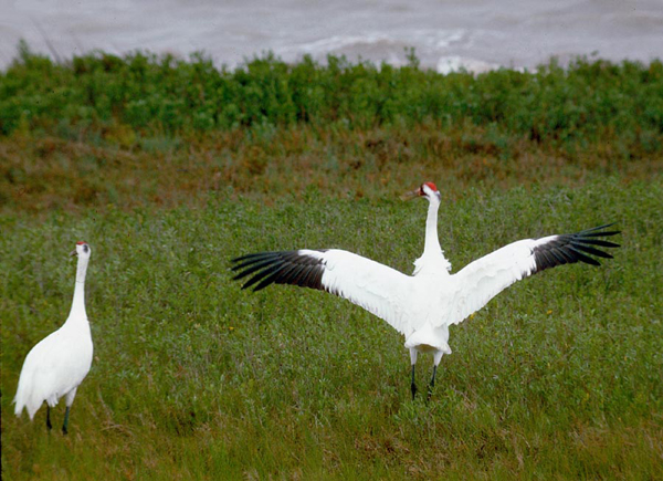 A flock of around 300 whooping cranes is now returning to Texas for the winter after flying in from summer breeding grounds in Canada. Photo: Texas Parks and Wildlife/TNS