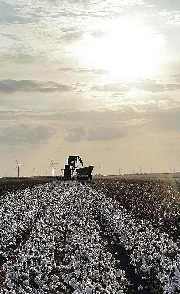 The work continues at all hours to get the cotton to market