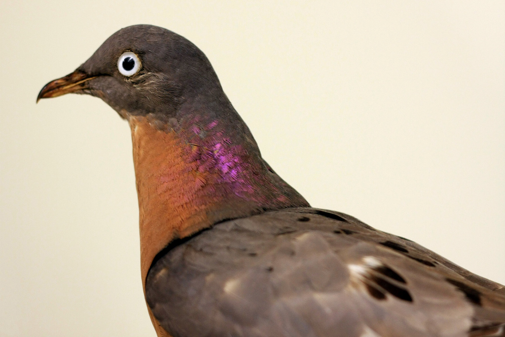 PHOTO: Monday is the anniversary of the extinction of the passenger pigeon. The bird once numbered around 5 billion in North America. Photo credit: Tim Lenz/Flickr.