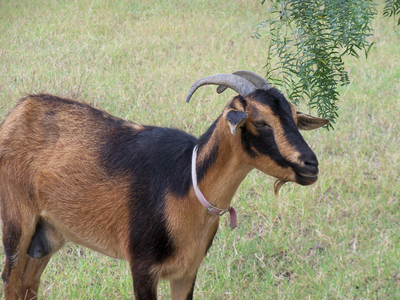 Nigerian Dwarf Goats – La Feria News