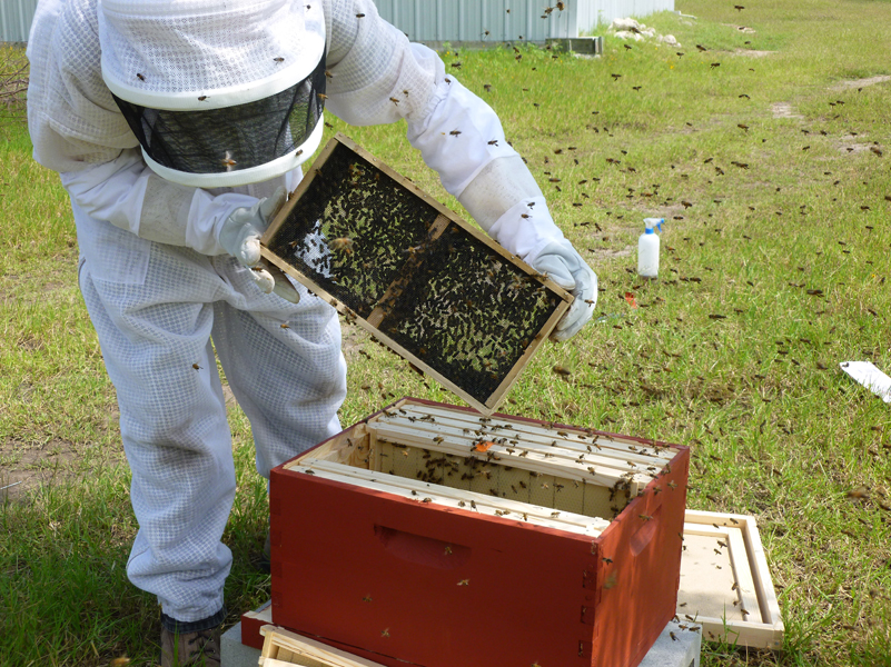bees-working-2