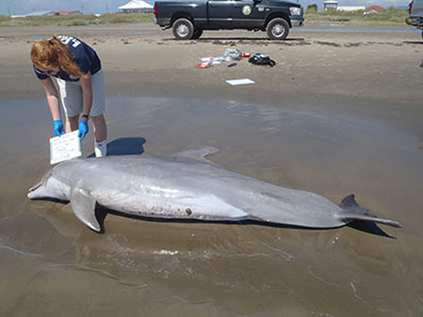 One thousand bottlenose dolphins have been found dead in an area stretching from the Florida Panhandle to the Texas-Louisiana border in the five years since the BP oil spill. Photo: Courtesy Louisiana Department of Wildlife and Fisheries.