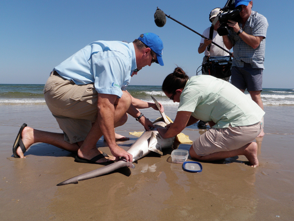 Dr. Greg Stunz, HRI Endowed Chair of Fisheries and Ocean Health and Director of the Center for Sportfish Science and Conservation (CSSC), tagging shark. Photo: Flickr/Texas A&M University-Corpus Christi