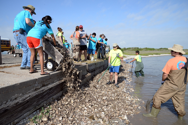 Volunteers work together at a oyster reef restoration site. Photo: Flickr/Texas A&M University-Corpus Christi