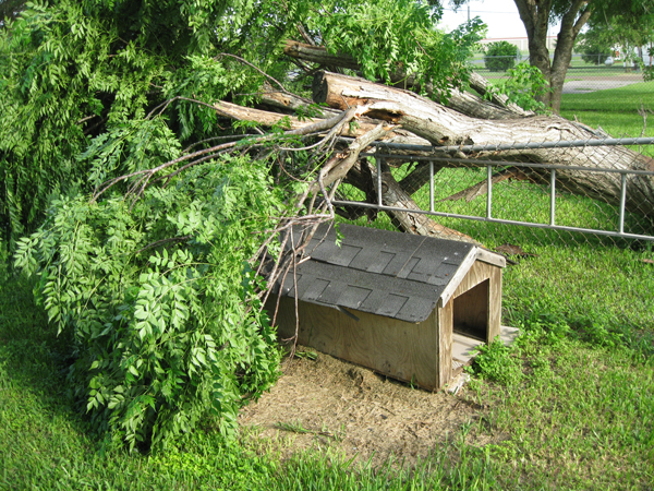 The dog house the morning after the storm. Photo: Bill Keltner/LFN.