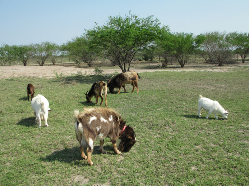 goats-males-mix