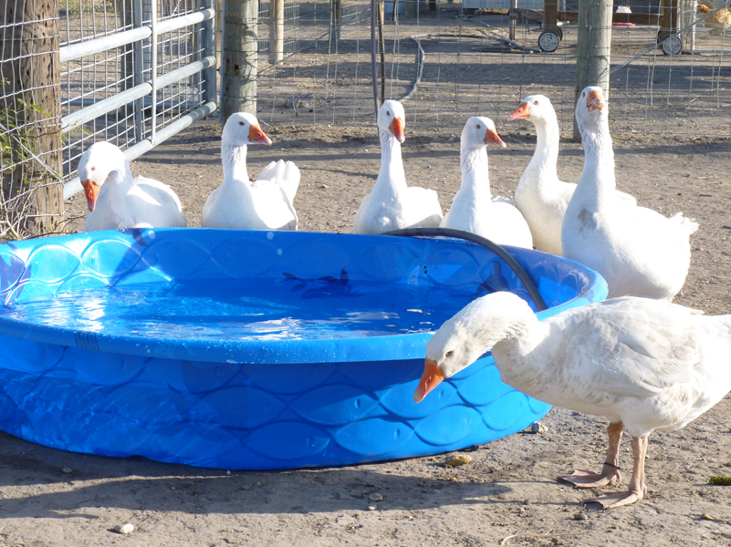 geese-pool