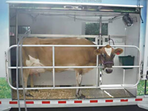 The mobile dairy classroom includes a milking parlor with a live cow.