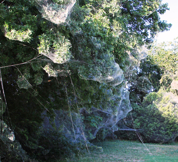 A large ‘communal’ spider web at the Lakeside Park South section of the Dallas suburb of Rowlett. Photo: Mike Merchant/Texas A&M AgriLife Extension Service
