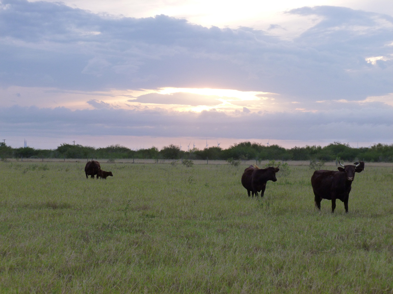 cattle-pasture