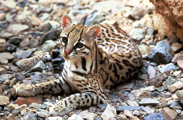 Conservation groups have filed suit to protect the endangered ocelot from a federal program to kill other predators such as coyotes and bobcats. Photo: TomSmiley/USFWS