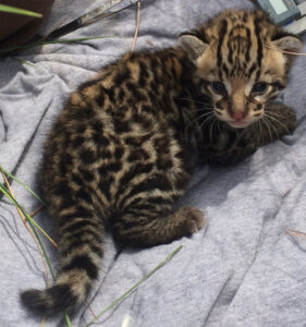 Three week old male kitten found at den site being checked by biologists.