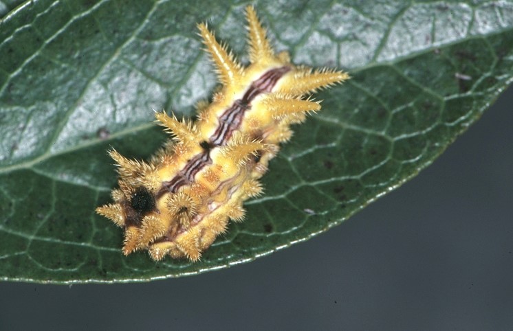Start Looking Out For Stinging Caterpillar – La Feria News